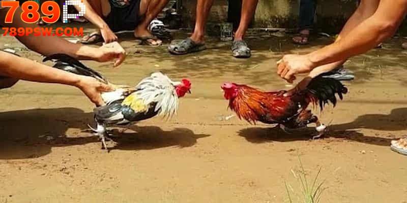 Cách đặt cược khi tham gia đá gà Thomo